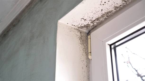 Best Emergency Mold Removal  in Norton, VA