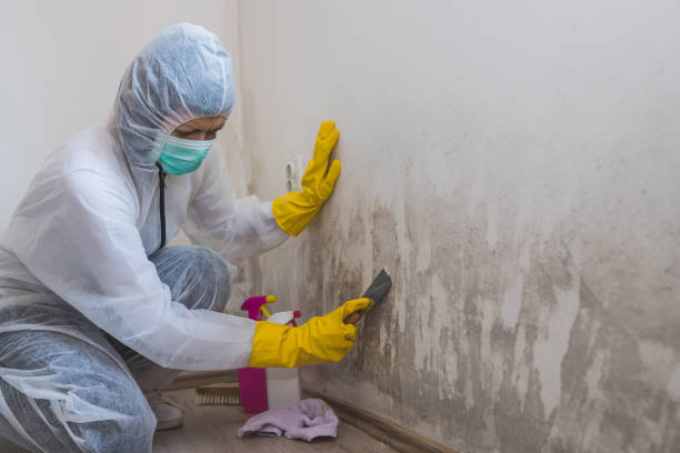 Best Residential Mold Removal  in Norton, VA