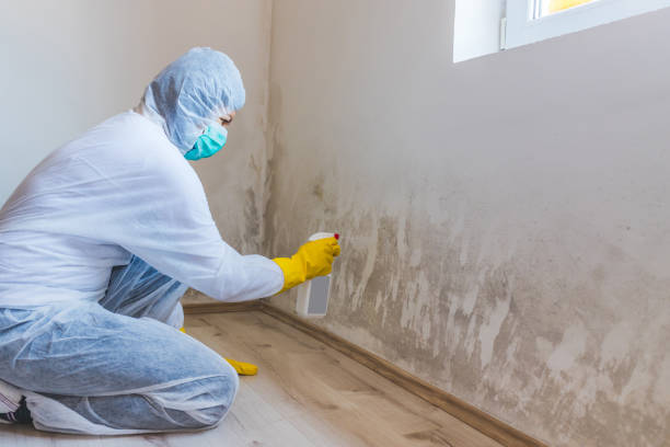 Professional Mold Removal in Norton, VA
