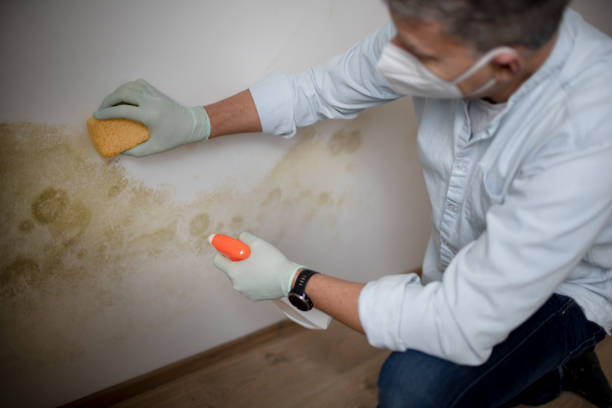 Office Mold Removal Services in Norton, VA