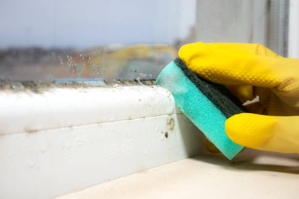 Best Office Mold Removal Services  in Norton, VA