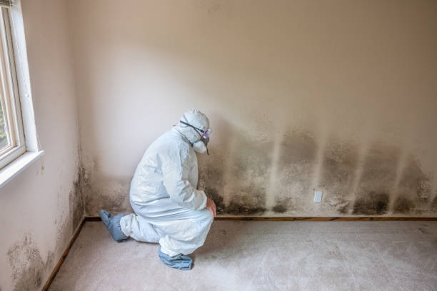 Best Fast Mold Removal  in Norton, VA