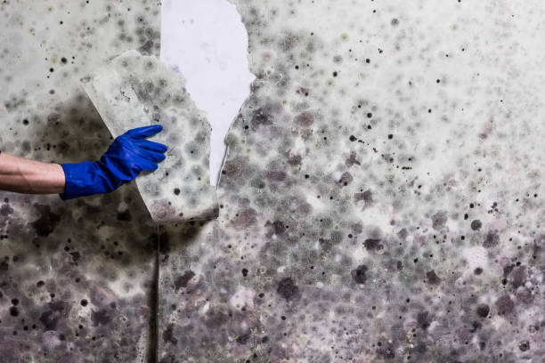  Norton, VA Mold Removal Pros