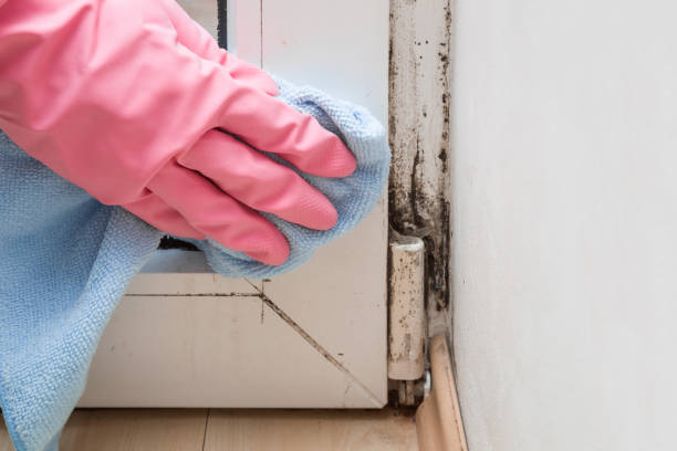 Best Black Mold Removal  in Norton, VA