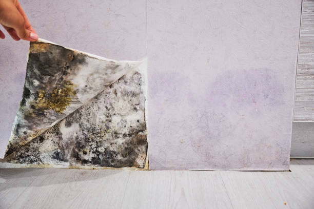 Best Best Mold Removal Companies  in Norton, VA